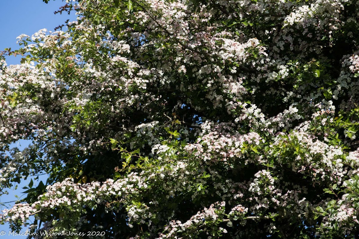 Hawthorn