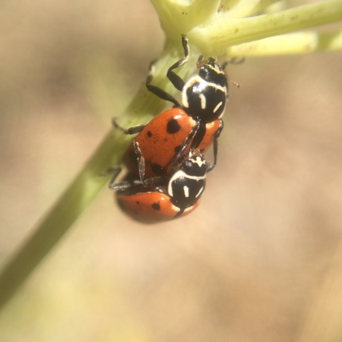 Convergent Ladybug (pair)