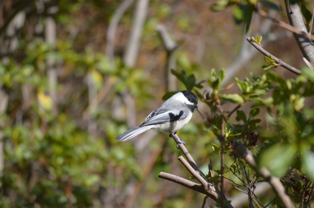 Black-Capped Chickadee