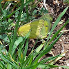 Mating Orange Sulfur Butterflies