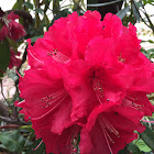 Japanese Azalea