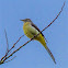 Grey Wagtail