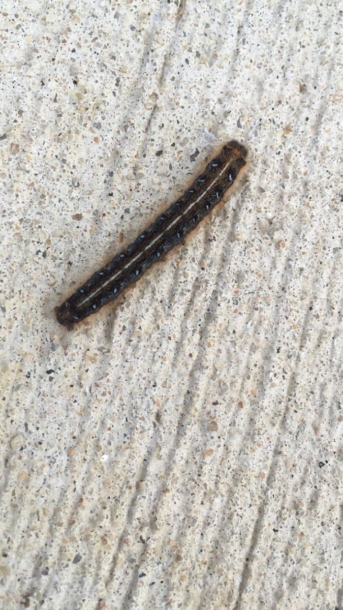 Eastern Tent Caterpillar