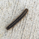 Eastern Tent Caterpillar