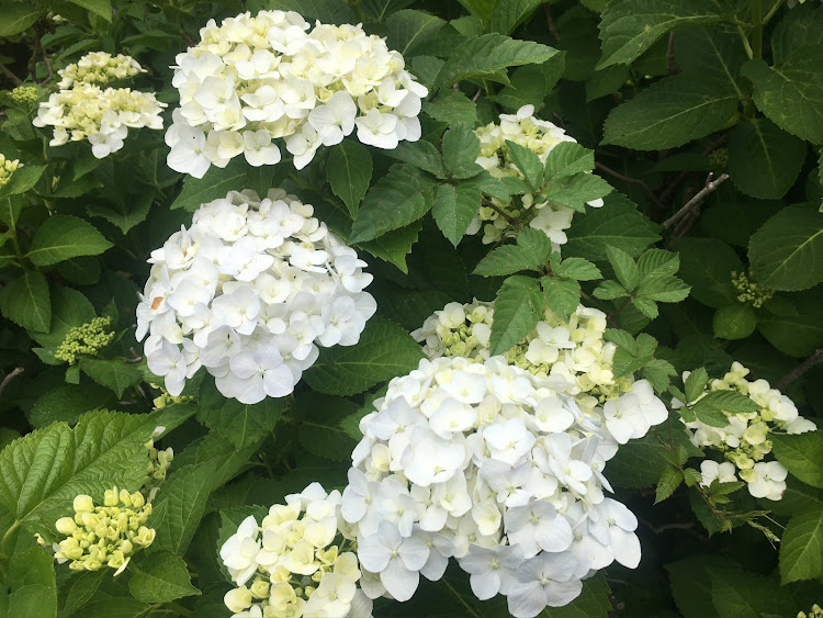 コペンの初夏の花🌸便り祭り!第十弾!初夏を大いに楽しみましょう！・幸せは自分自身で見出す物で他人から与えられる物では有りません！最高だね！・貧乏しても心❤️の貧乏人には成りたく無いですね！最高だね！・妬み!僻み!は持たず!心❤️豊かに過ごしましょう!最高だね！・人は人です!自分の納得出来る生き方をしましょう!最高だね！に関するカスタム事例の投稿画像123枚目