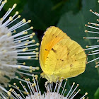 Cloudless Sulphur Butterfly