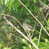 Field Sparrow