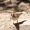 Lark Sparrow