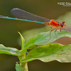 Damselfly