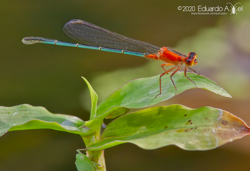 Damselfly