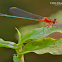 Damselfly