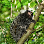 Common Marmoset / Sagui-de-Tufos-Brancos