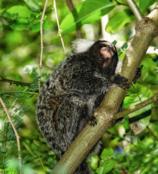 Sagui de tufo branco callithrix jacchus pequeno macaco que habita as  florestas brasileiras