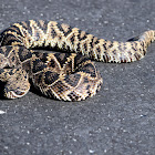 Eastern Diamondback Rattlesnake