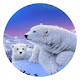 Polar Bear New Tab Page HD Wallpapers