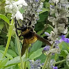 American Bumblebee