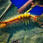 Painted Pine Moth Caterpillar