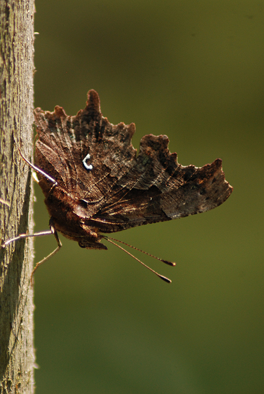 European Comma