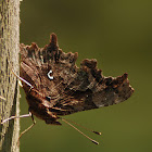 European Comma