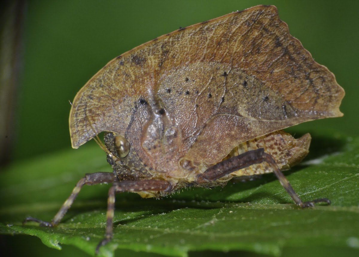 Dead Leaf Mimic Grasshopper