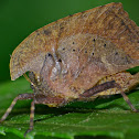 Dead Leaf Mimic Grasshopper