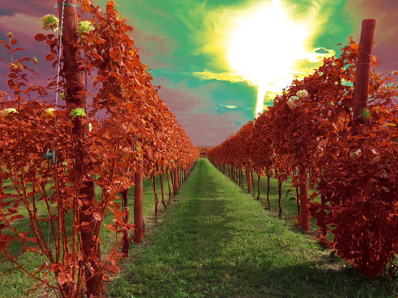 Red Vineyards near Arles di Lallabai