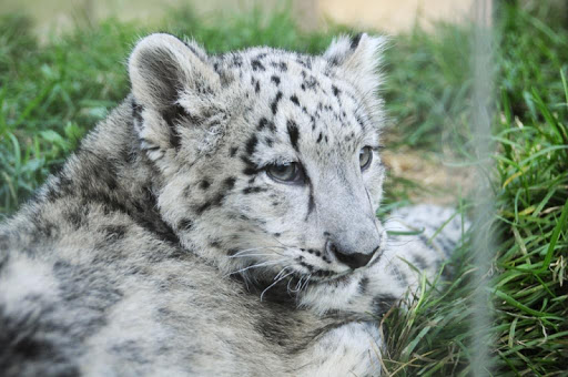 Snow Leopards Wallpapers FREE