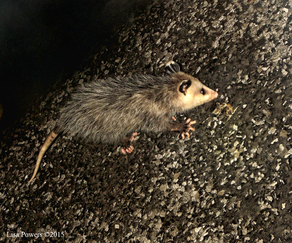 Virginia opossum