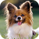 Download Cool Puppy wallpaper For PC Windows and Mac 1.1