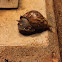 Giant (East) African snail