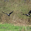 Hooded crow