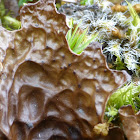 Cabbage Lung Lichen