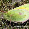 Orange Clouded Yellow