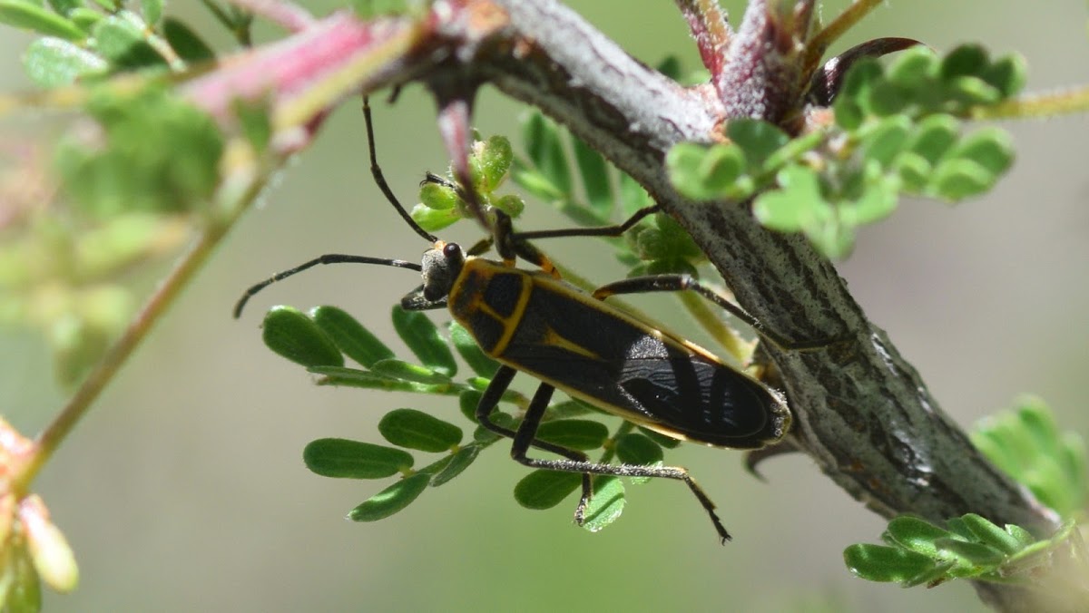 Bordered Plant Bug