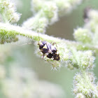 common nettle bug