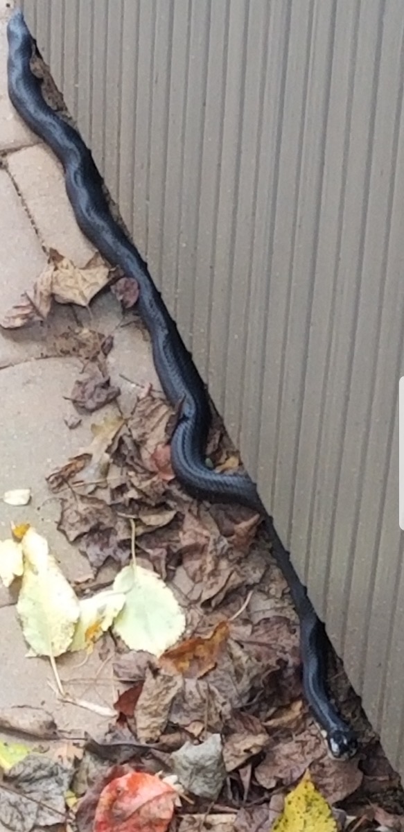 Eastern Rat Snake