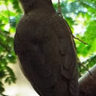 Clay-colored Thrush