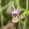 Calypso Orchid