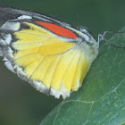 Red-spot Jezebel Butterfly