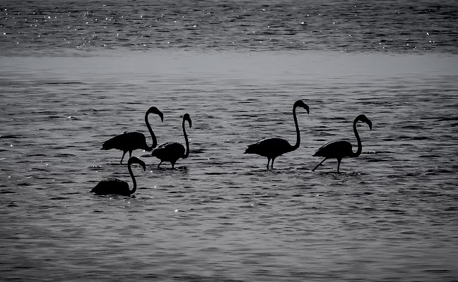 Silhouette di marco pardi photo