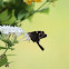 long-tailed skipper