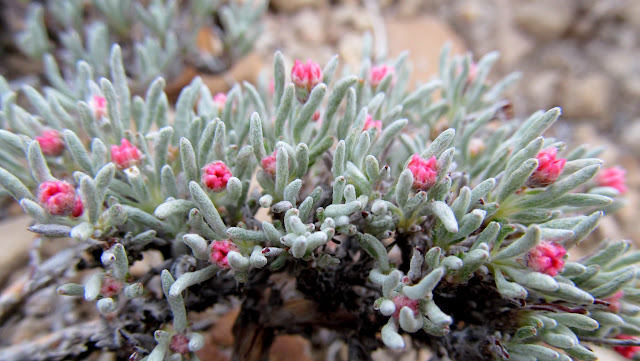 Tiny pink flower buds