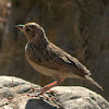 Indian Bush Lark