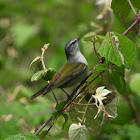 Tennessee warbler