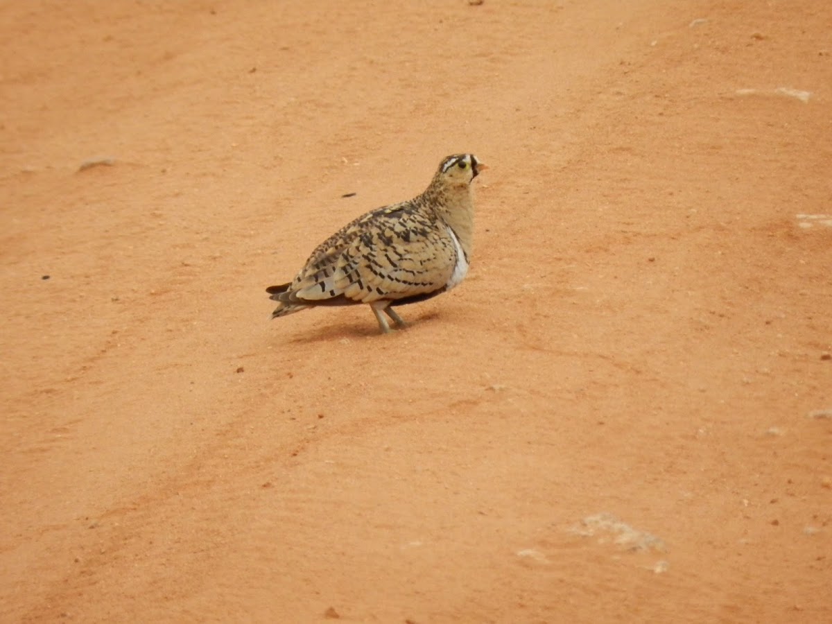 Black faced Sand Grouse