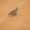 Black faced Sand Grouse