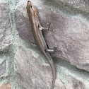 Skink