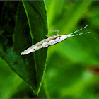 Diamondback Moth