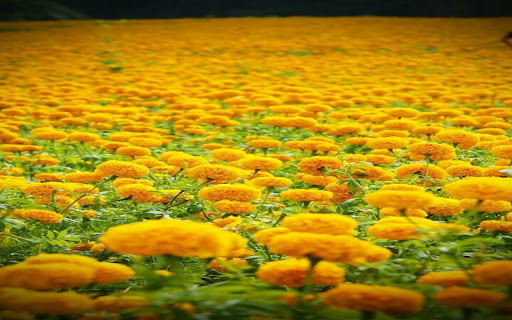marigold field wallpaper screenshot 1