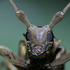 Long-horned Beetle